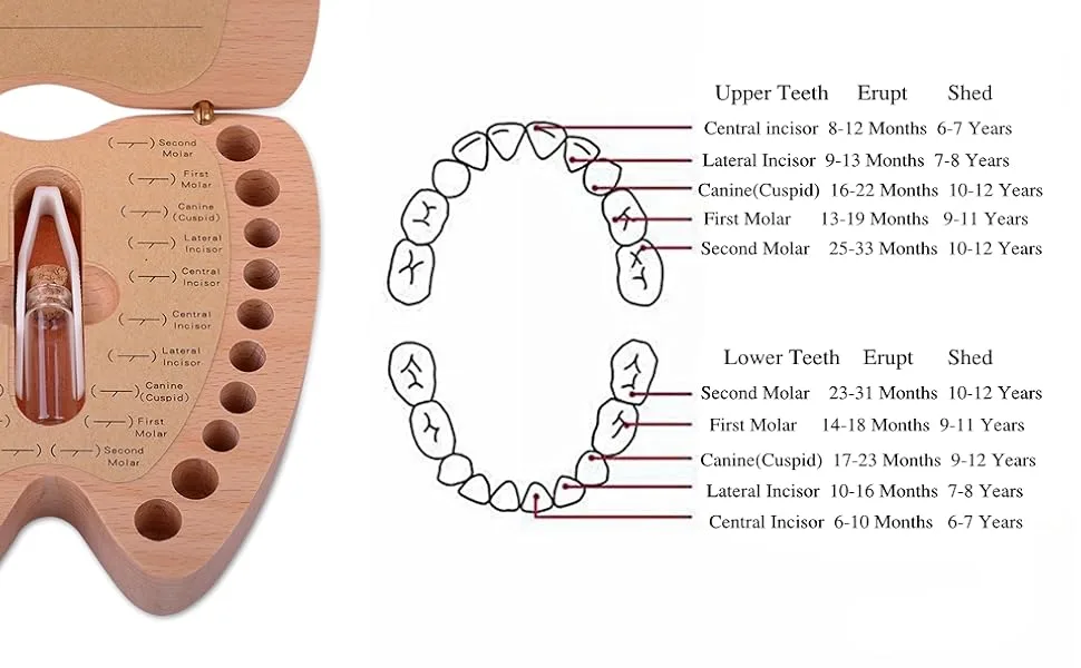 Baby Teeth Keepsake Box Artinova Wooden Box Tooth Shaped Box for Boys Girls, ARTA-0060 - tooth storage box