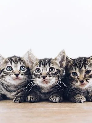 Cat and Kitten Scratch Spray Deterrent - Pet Repellent Spray for Cats & Kittens - Non-Toxic Indoor Anti Cat Scratching Formula - BLUECARE LABS - kitten cat spray