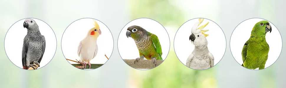 Bird Drinker Waterer Parrot Automatic Drinking Device for Parakeet Cockatiel Conure Lovebird African Grey Macaw Amazon Medium - Bird Water Dispenser