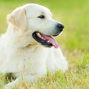 Thomas Labs Acidophilus Forte Digestive Powder, 16-Ounce - Golden retriever-probiotic nutritional supplement for dogs, what does a probiotic do for a dog