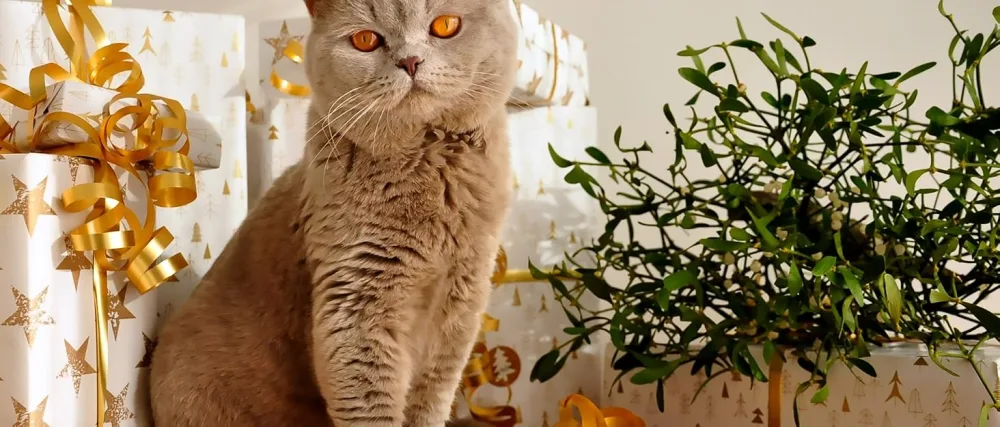 15 Tilted Raised Cat Bowls for Food Water,Cute Cat Dishes for Protecting Spine,Anti-Vomiting Elevated Cat Bowl White - cat dish