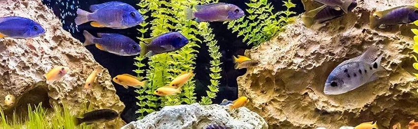 API Aqua Essential Water Conditioner, All-in-One Highly Concentrated Aquarium Formula, Instantly Removes Chlorines, Chloramines, Ammonia, Nitrites, Nitrates and Neutralizes Heavy Metal 16 OZ. - cichlid aquarium