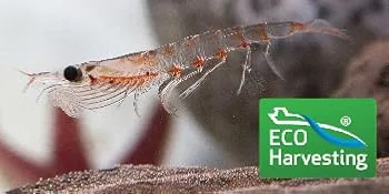 Herbsmith Pure Krill - Wild-Caught Antarctic Krill - Just 1 Ingredient - Astaxanthin for Dogs - Ready-to-Use Omega 3s 75g - eco harvested krill