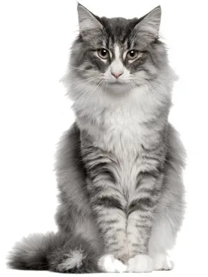 FELIWAY Optimum Cat, Enhanced Calming Pheromone Diffuser, 30 Day Refill 48 mL - Feliway Optimum Cat