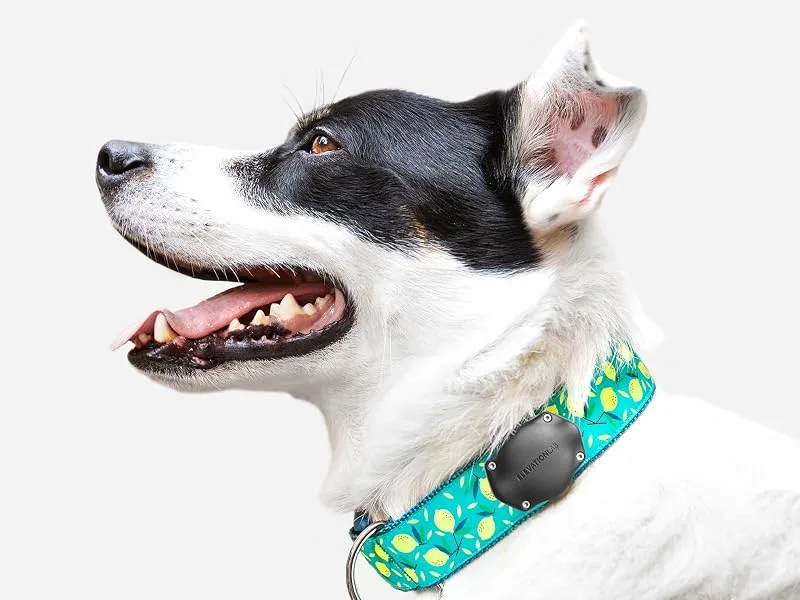 TagVault Pet: The Original AirTag Waterproof Dog Collar Mount, Ultra-Durable, Fits All Width Collars | ElevationLab Single - The most secure & comfortable AirTag collar mount for dogs and cats.