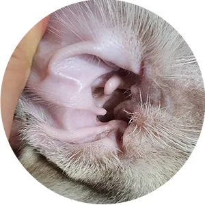 HYPONIC Premium No-Sting Hinoki Cypress Ear Cleaner (for All Cats 4.06 oz) - Cat Ear Cleaning Solution, Cleans and Removes Odors - images