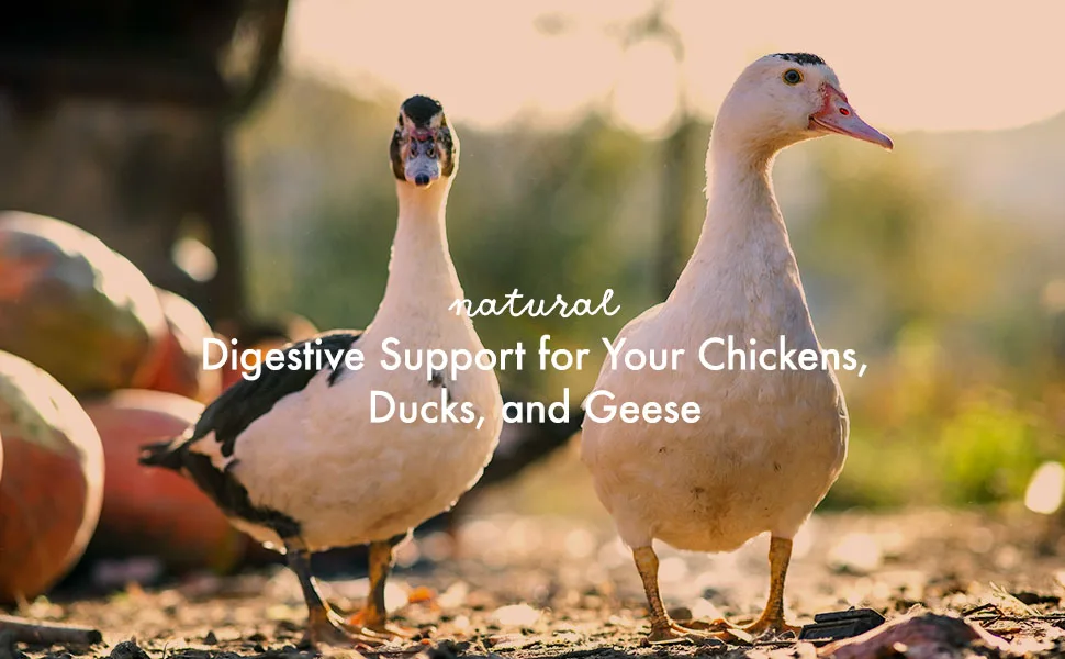 Healthy Gut Probiotics for Chickens & Poultry, All-Natural Digestive System Dietary Supplement 240 Grams | 30 Scoops - Natural Digestive Support for Your Chickens, Ducks, and Geese