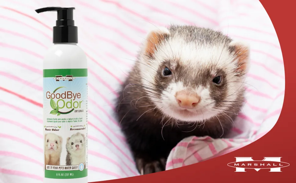 Marshall Pet Products Goodbye Odor Natural Deodorizing Water Supplement with Natural Antioxidants, for Ferrets, 8 oz - Goodbye Odor 8oz