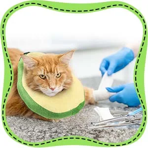 Frienda 2 Pieces Adjustable Cat E-Collar Cat Elizabeth Collar Cute Toast Neck Cone Collar Adjustable Cat Cone Collar with Soft Edge for Kitten and Cats - product information 3