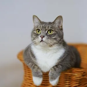 Allersearch DanderLess Dander Removing Spray for Cats - cat in basket
