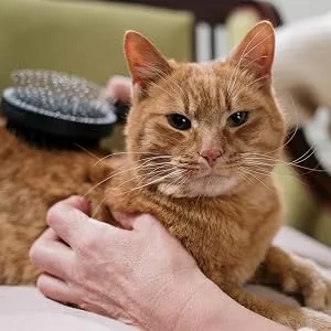 Allersearch DanderLess Dander Removing Spray for Cats - cat on lap