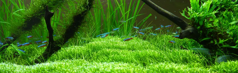 Aquarium Lamp Green Killing Machine Waterproof for Fish Tank Pond Cloudy Brown Water Clean and Clear 3W - Clear Water