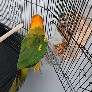 No Split Bird Seed Feeder for Cage,Parrot Automatic Foraging Systems Food Feeding Station with Perch,Heavty Acrylic,One-Step Moulding - No Split Bird Seed Feeder for Cage,Parrot Automatic Foraging Systems,No Mess Parakeet Feeder
