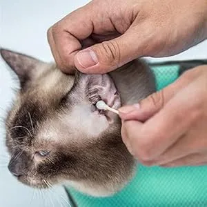 AWOOF Grooming Bag for Cats Adjustable Cat Bathing Bag Anti Scratch & Bite Polyester Soft Durable Mesh Cat Shower Bag for Small Medium Large Cats Nail Trimming Ear Cleaning Medicine Taking - Cleaning ears