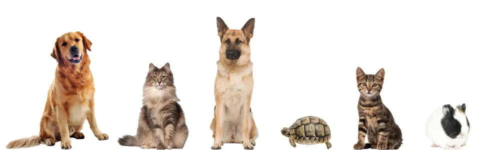 Pet Cremation Urns for Ashes, Dog Cat Urns for Ashes, Wood Urn for Pet S(0-45lbs) - product information 10