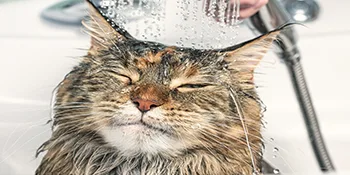 TevraPet FirstAct Plus Flea and Tick Prevention for Cats 1.5 lbs and Over | Waterproof | Fast Acting Treatment 3 Doses - cat with water