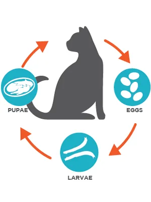 TevraPet FirstAct Plus Flea and Tick Prevention for Cats 1.5 lbs and Over | Waterproof | Fast Acting Treatment 3 Doses - flea lifecycle