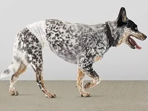 Amazon Basics Male Dog Wrap, Disposable Diapers Medium Pack of 30 - Amazon Basics Male Dog Disposable Diapers Wraps - available in extra small to large sizes
