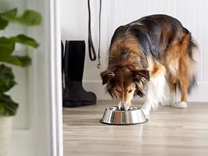 Amazon Basics Stainless Steel Dog Bowl Two-Pack Bowl - Amazon Basics Pet Food and Water bowl for dogs, cats, pets
