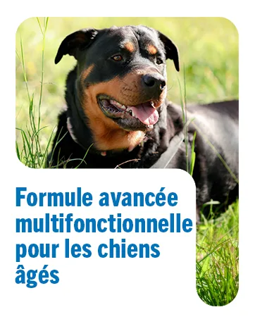 JOINTSURE Young & Active Joint Supplements for Dogs and Puppies Helps with Joint Stiffness 60 Tablets - High in Glucosamine & Green Lipped Mussel - Vetwell
