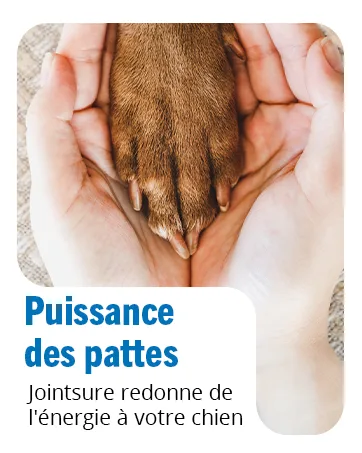 JOINTSURE Young & Active Joint Supplements for Dogs and Puppies Helps with Joint Stiffness 60 Tablets - High in Glucosamine & Green Lipped Mussel - Vetwell