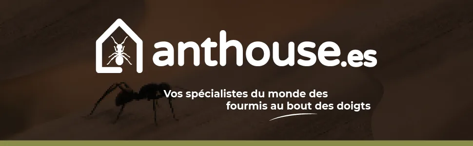 AntHouse - Natural Sand Anthill | Basic Kit (Sandwich + Drilling Box) | Ants Included - anthouse