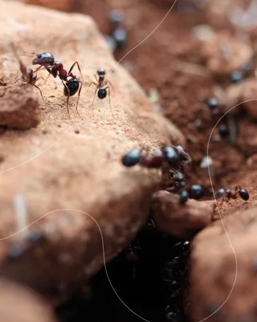 AntHouse - Natural Sand Anthill | Basic Kit (Sandwich + Drilling Box) | Ants Included - Anthouse maison collecter anthouse soins animaux fourmis spécialistes décoration déco