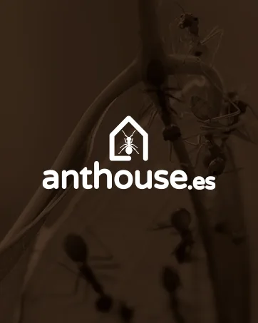 AntHouse - Natural Sand Anthill | Basic Kit (Sandwich + Drilling Box) | Ants Included - Anthouse maison collecter anthouse soins animaux fourmis spécialistes décoration déco