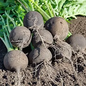 Organic Black Radish - 400 mg - 120 tablets - product information 26