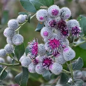 Organic burdock - 400 mg - 120 tablets - product information 25