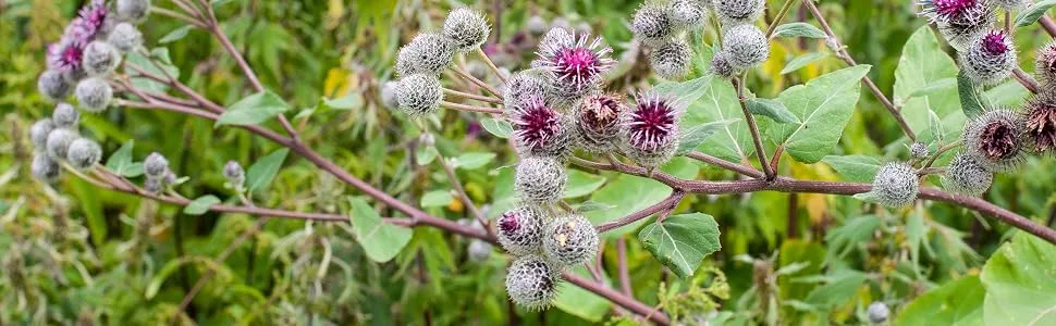 Organic burdock - 400 mg - 120 tablets - product information 26