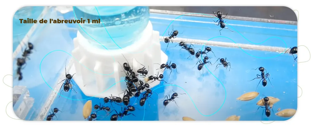 Anthouse | Super Ant Food Blue Sugar 50 ML - Sugar Based | Ideal Supplement for Your Terrarium or Ant Colony | Ant Food - img10