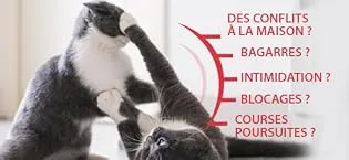 FELIWAY Friends Anti Conflit pour Chat - Diffuseur + Recharge 48 ml - friends