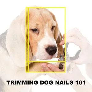 Miracle Care Kwik Stop Styptic Solution Powder 1.5 oz. - how to trim dog nails