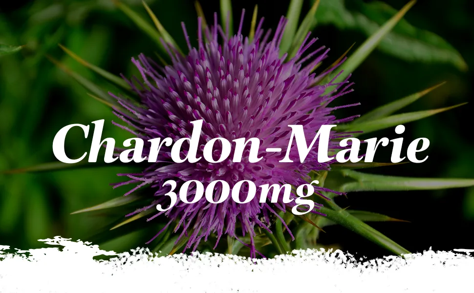 Milk Thistle 3000mg | 120 Tablets | Vegan Friendly | Up to 2 months of benefits | SimplySupplements - Chardon-Marie 3000mg