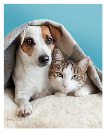 Vitamin B Complex | All B Vitamins | 120 Tablets 2 Month Benefit | Vegan & Vegan Friendly | Simply Supplements - Pour chiens & chats