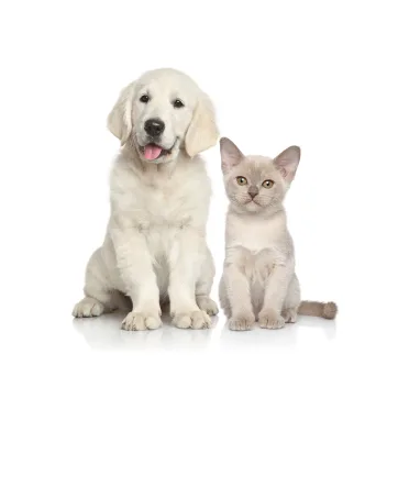 bubimex Dog Toothpaste - Chien chat
