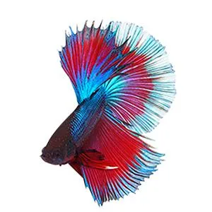 API Betta Food Fish Food Pellet .78-Ounce Container 0.36 Ounce (Pack of 1) - product information 7