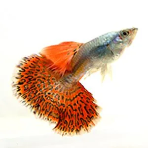 API Betta Food Fish Food Pellet .78-Ounce Container 0.36 Ounce (Pack of 1) - product information 8