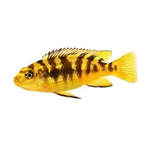 API Betta Food Fish Food Pellet .78-Ounce Container 0.36 Ounce (Pack of 1) - product information 9