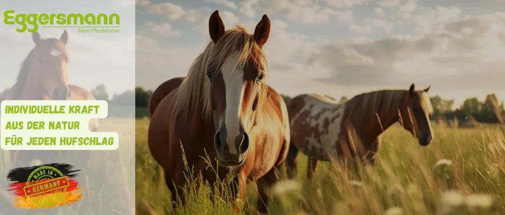 Eggersmann Mein Pferdefutter Vitalize Gastro Plus E Stomach Sensitive Horse Food Grain Free with Magnesium for Muscles and Ne - Eggersmann Mein Pferdefutter Granesli pour chevaux céréales dans un grand paquet d
