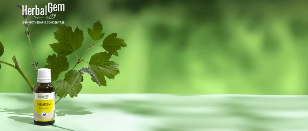 Herbalgemm - Macerate Mother - Organic Mountain Pine - Concentrated Gemmotherapy Food Supplement - Fresh Bud Extract - For Ai - HerbalGem