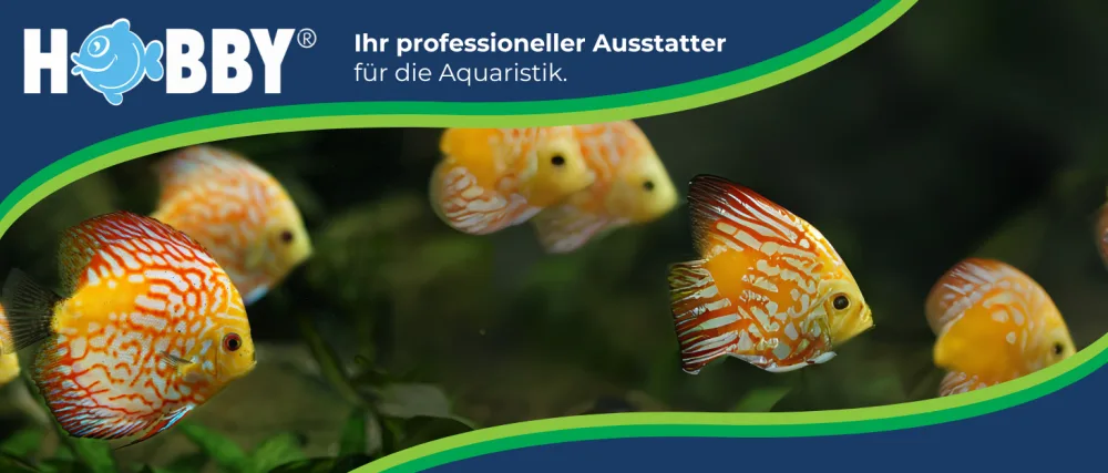 Hobby Artemia Egg for Aquarium 20 ml - Dohse