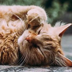 Cheristin for Cats Topical Flea Prevention  Starts Killing Fleas in 30 Minutes, 1 Dose - Cheristin