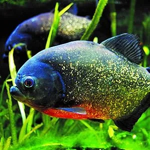 Soft Line Carnivore 250ml / 80g - Food for Large Predatory Fish - SOFT LINE CARNIVORE