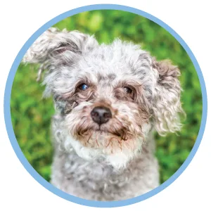 Angels Eyes Gentle Tear Stain Solution for Dogs and Cats | 8 oz Solution for Eye Area and Face | Remove Discharge, Dirt, Tear Stains, and Mucus - before and after using tear stain chews