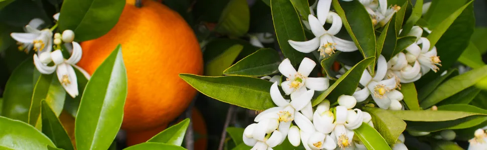 Di Palomo - Orange Blossom - Lip Balm 10 ml - Fleur d