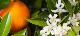 Di Palomo - Orange Blossom - Lip Balm 10 ml - Fleur d