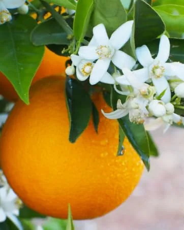 Di Palomo - Orange Blossom - Lip Balm 10 ml - Orange