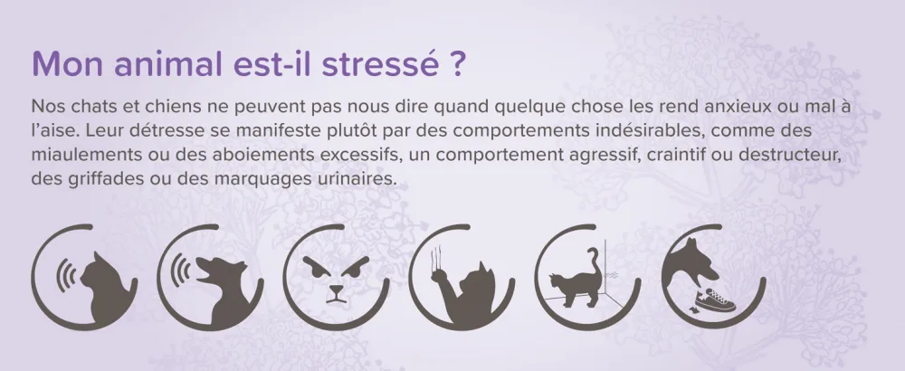 BEAPHAR NO STRESS Refill for calming electric diffuser with Valerian for dogs Reduces stress & behavioral problems without dependency 4 weeks of action 1 refill 30 ml - No Stress